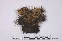 藏品(冠鱗蘚屬 )的圖片